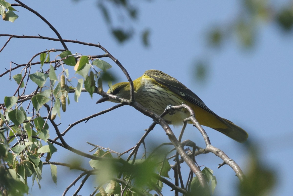 Eurasian Golden Oriole - ML623522886