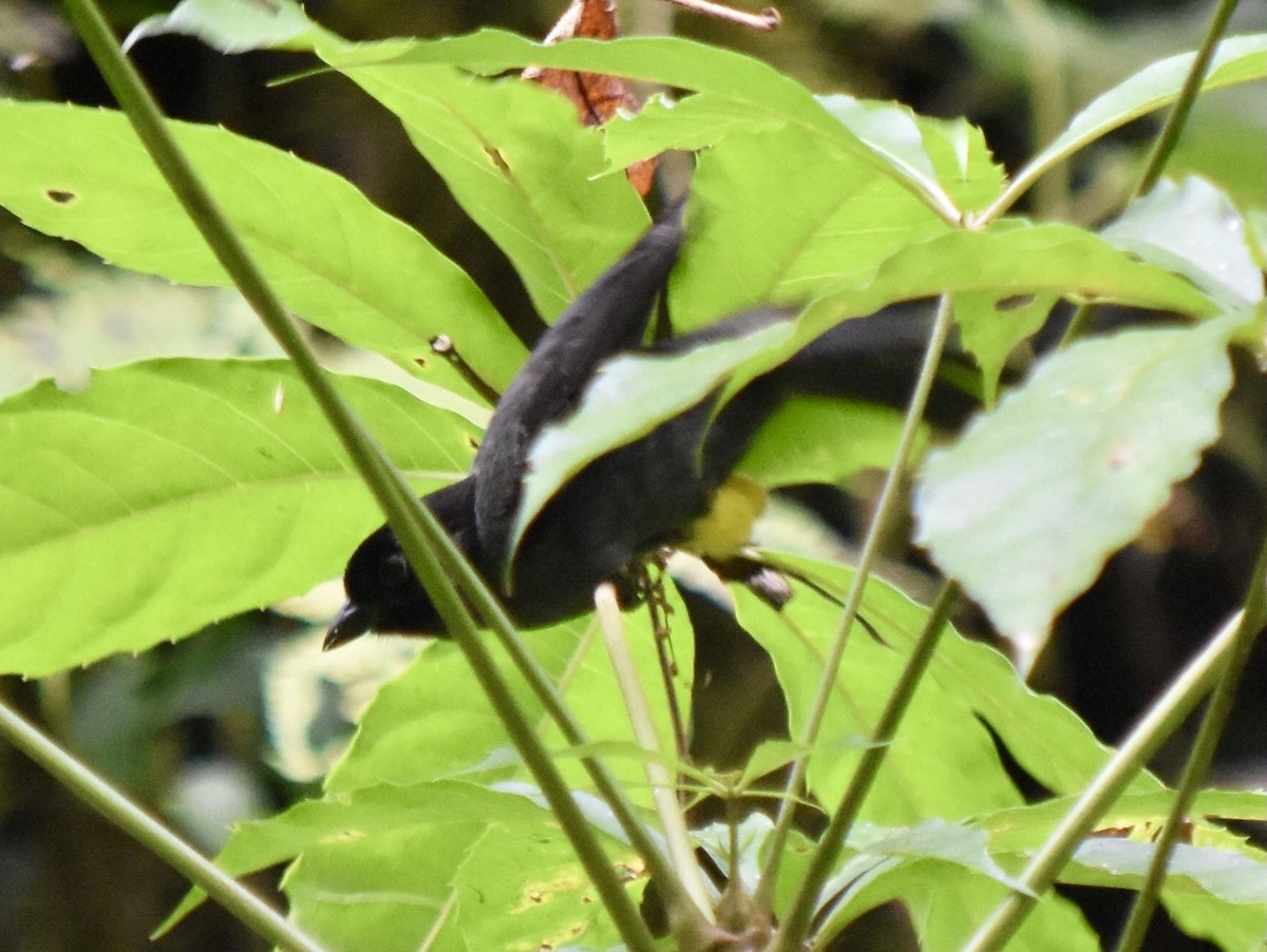 Yellow-thighed Brushfinch - ML623522913