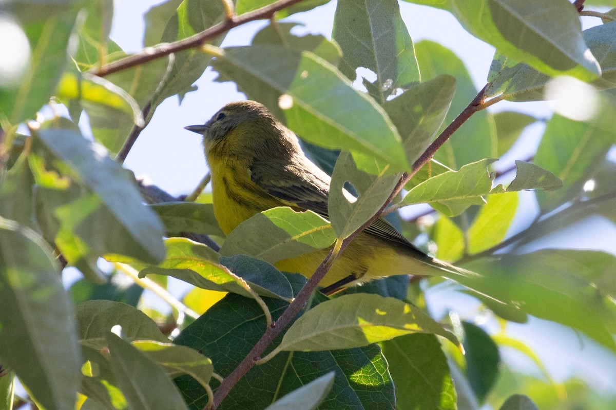 Prairie Warbler - ML623522969