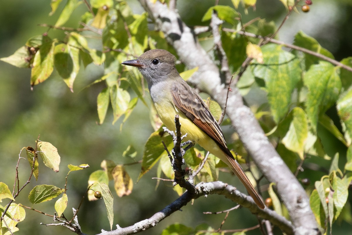 Great Crested Flycatcher - ML623522982