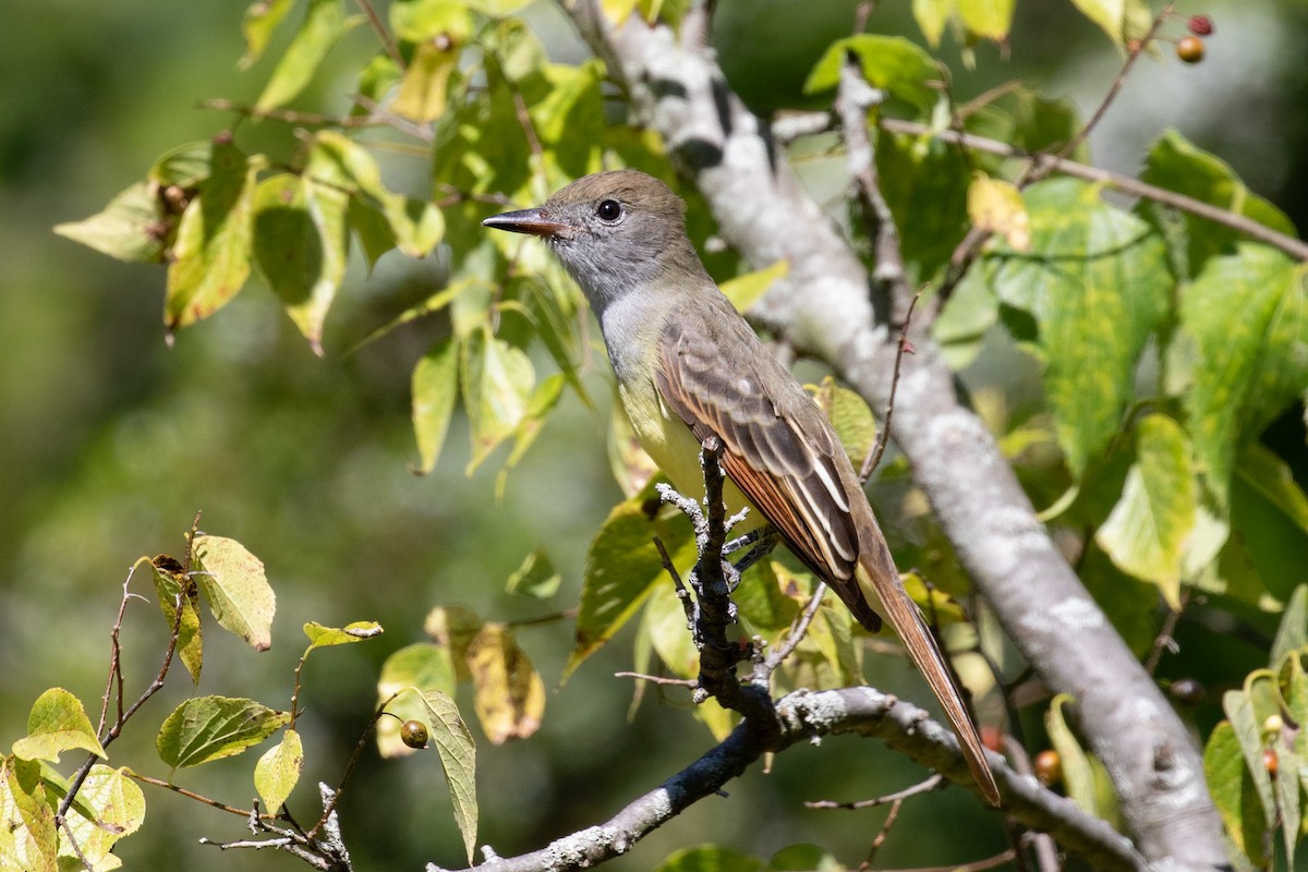 Great Crested Flycatcher - Xiaoni Xu