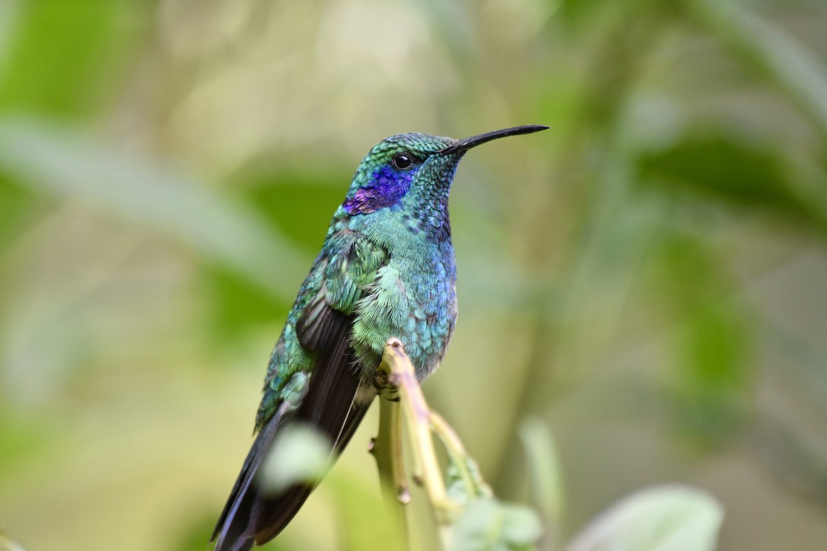 Colibrí Oreja Violeta Menor (de Costa Rica) - ML623523019