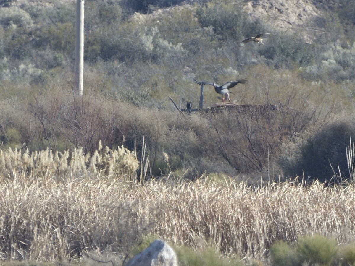 Southern Screamer - ML623523053