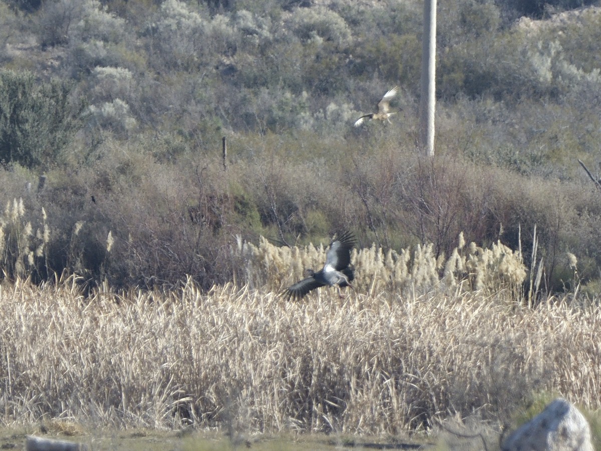 Southern Screamer - ML623523054