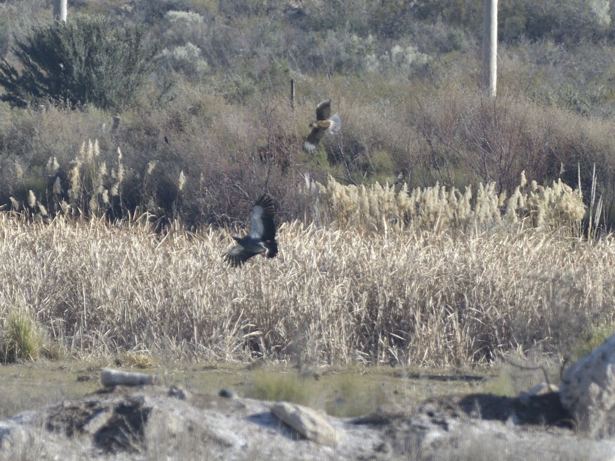 Southern Screamer - ML623523055