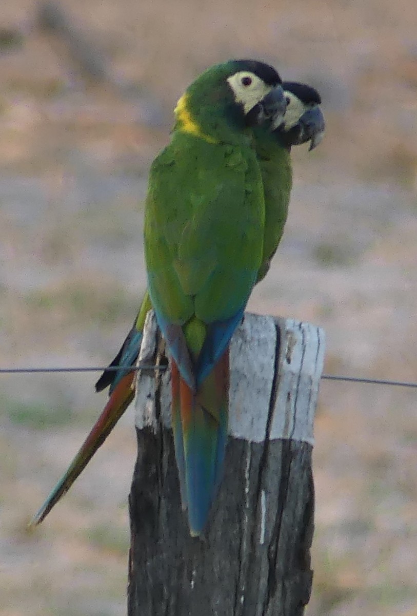 Yellow-collared Macaw - ML623523072