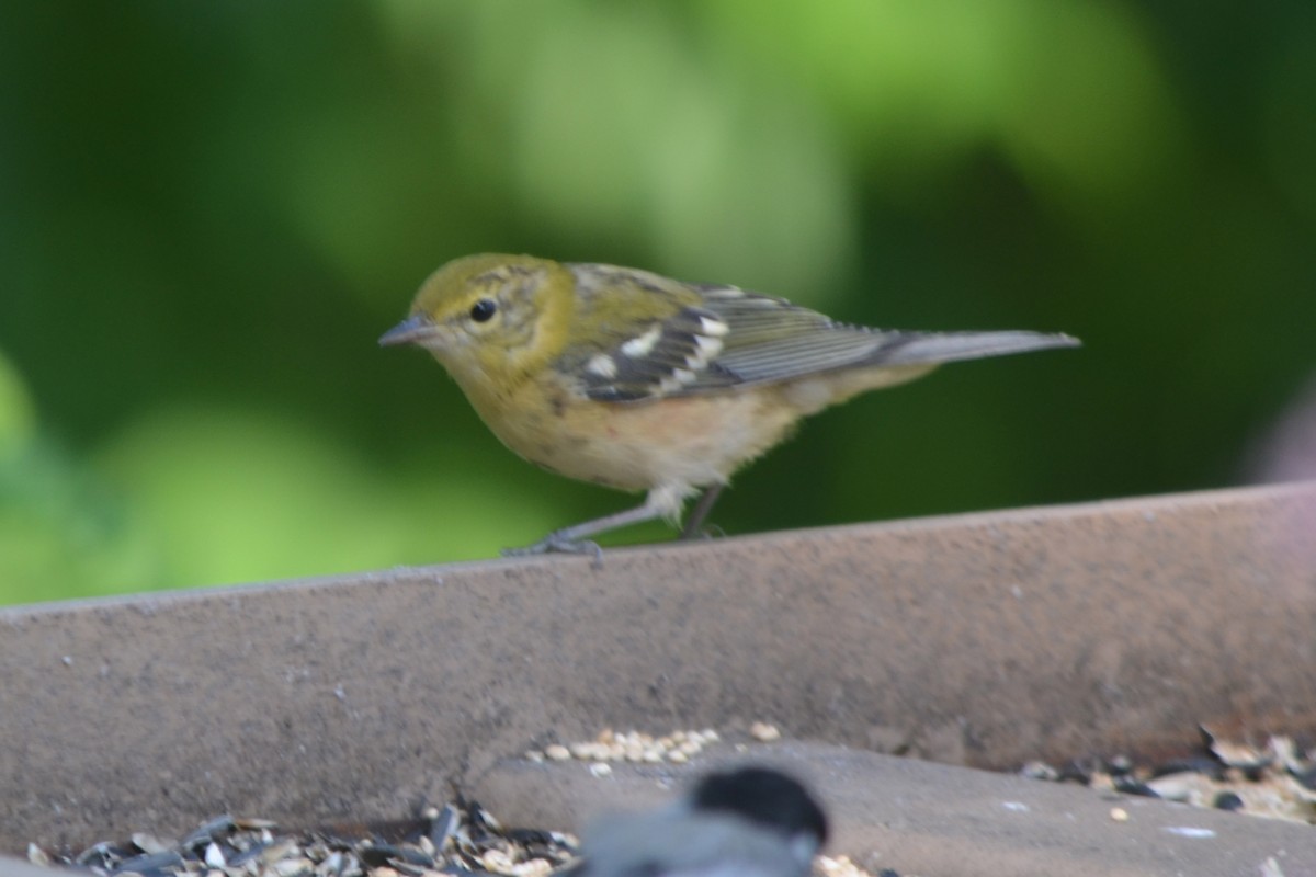 Bay-breasted Warbler - ML623523080