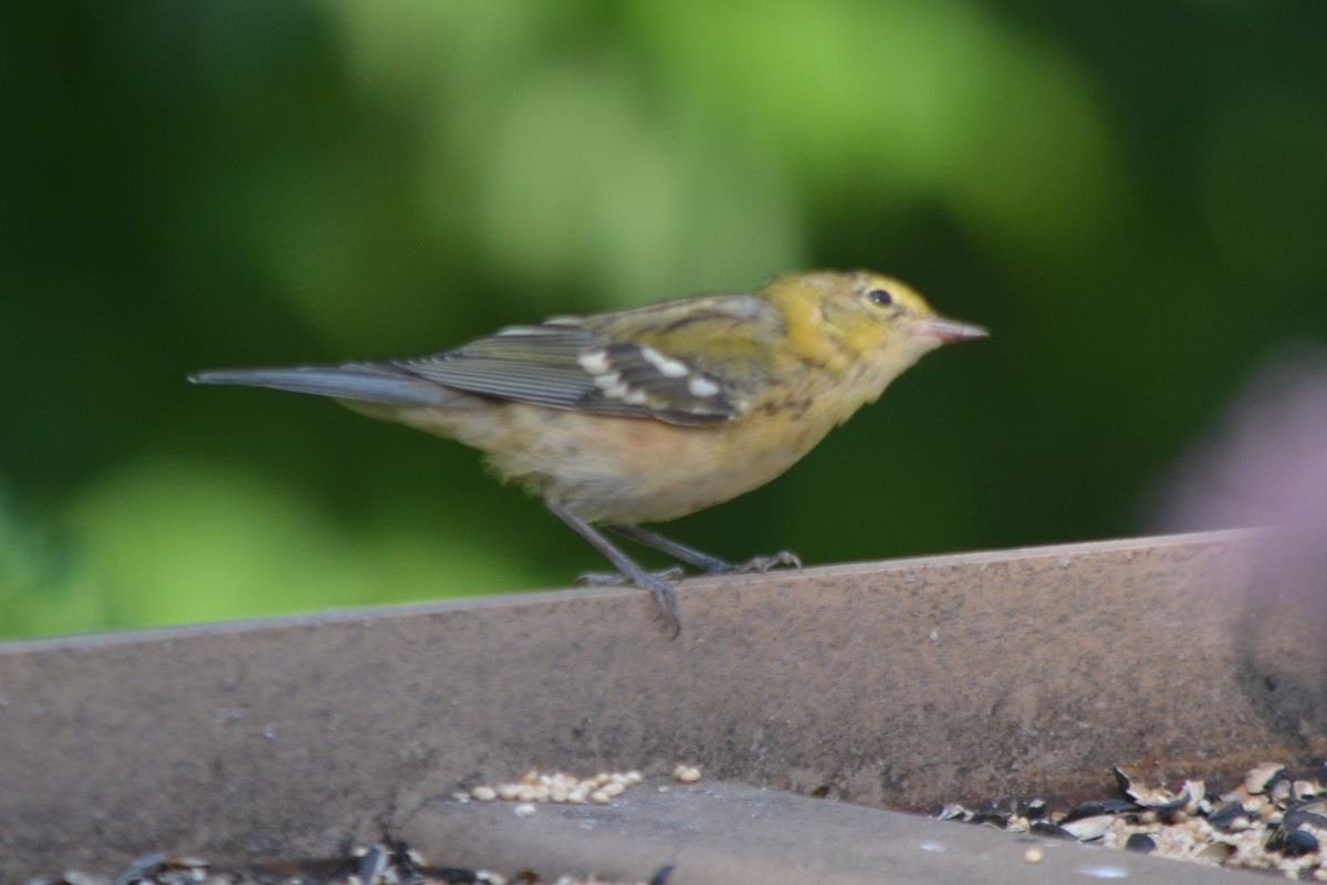 Bay-breasted Warbler - ML623523086