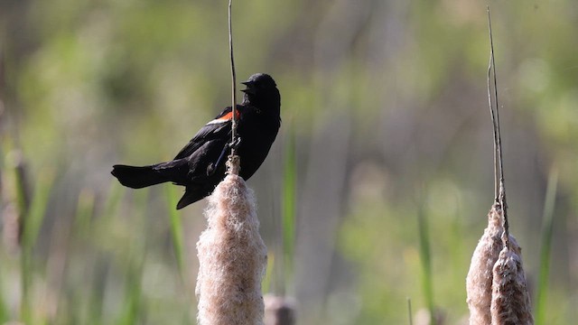 Red-winged Blackbird (Red-winged) - ML623523094