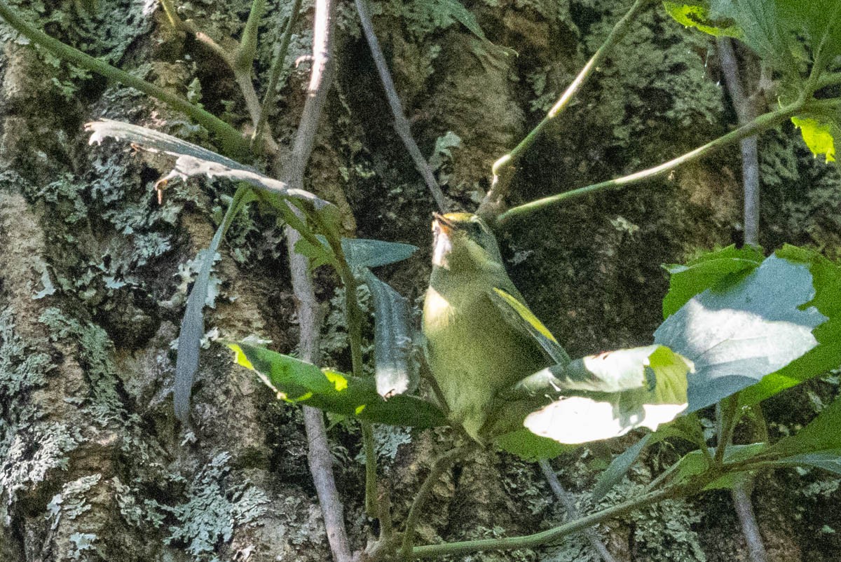 Golden-winged Warbler - ML623523105