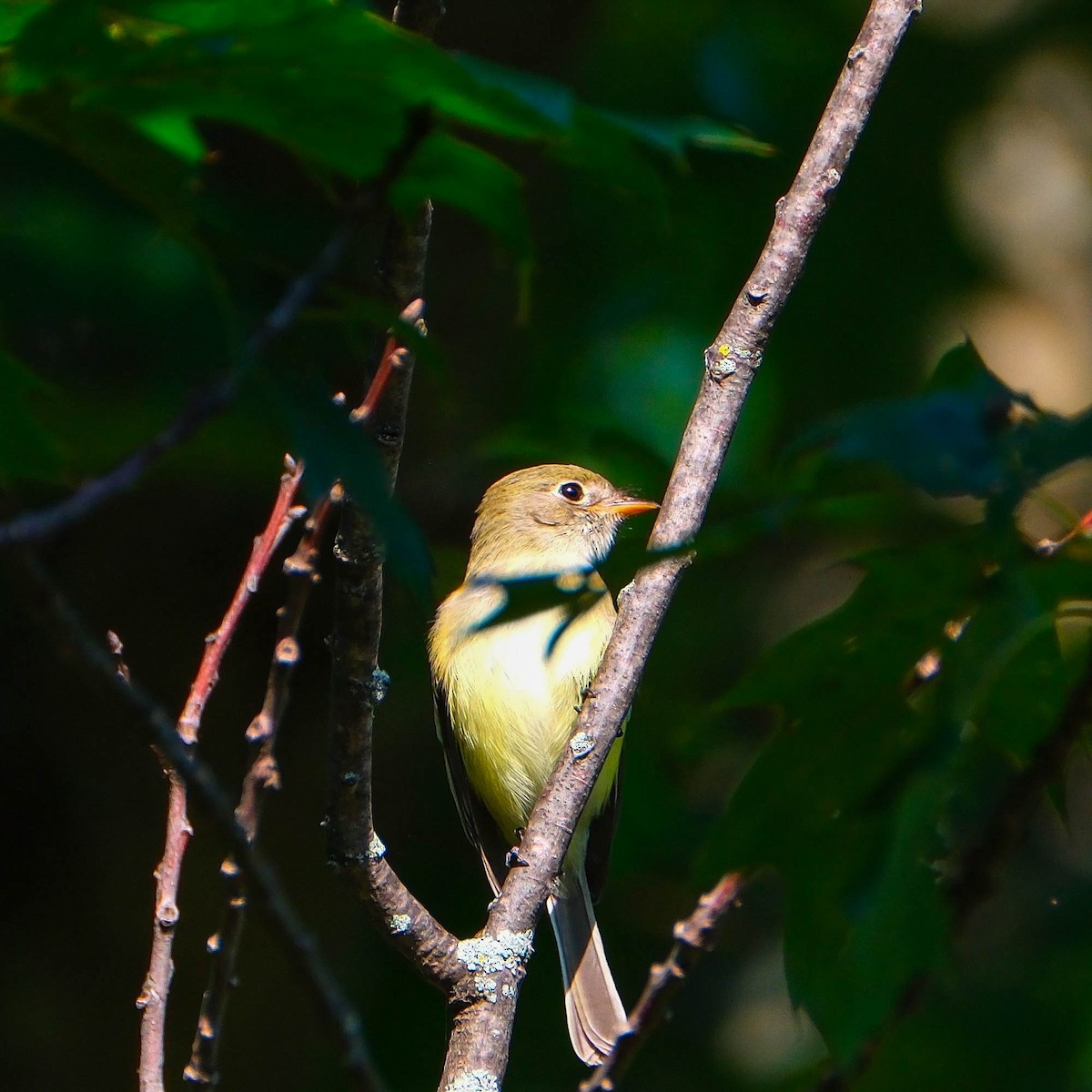 Least Flycatcher - Andrew Dressel