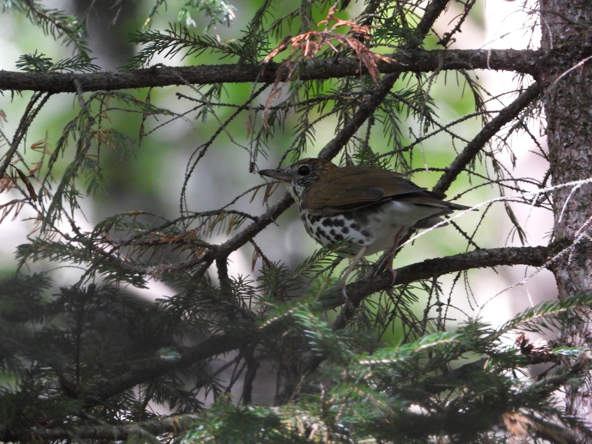 Wood Thrush - ML623523144