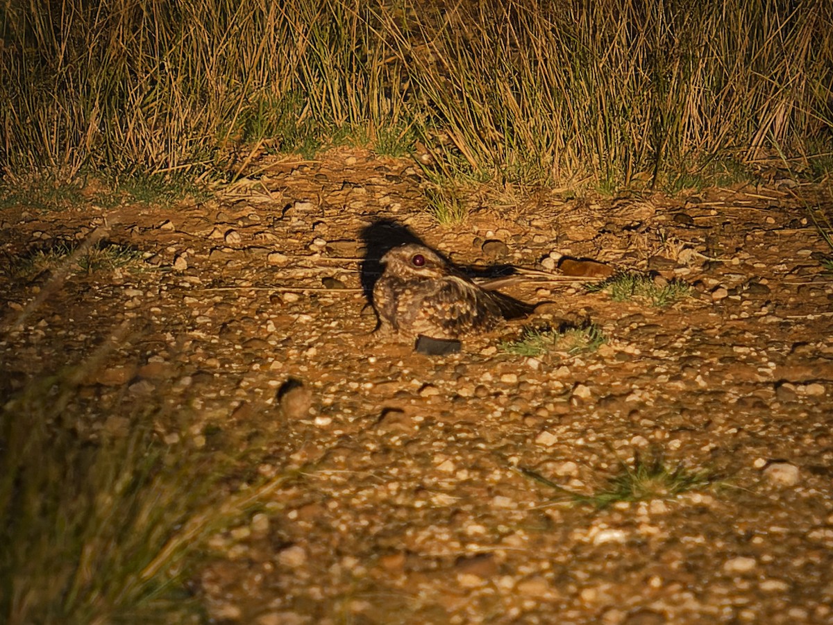 Rufous-cheeked Nightjar - ML623523171