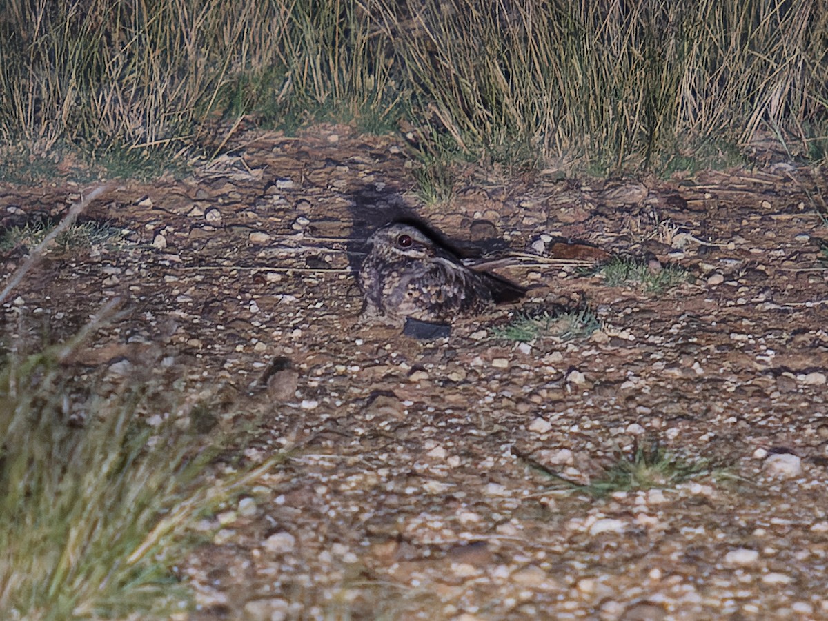 Rufous-cheeked Nightjar - ML623523172