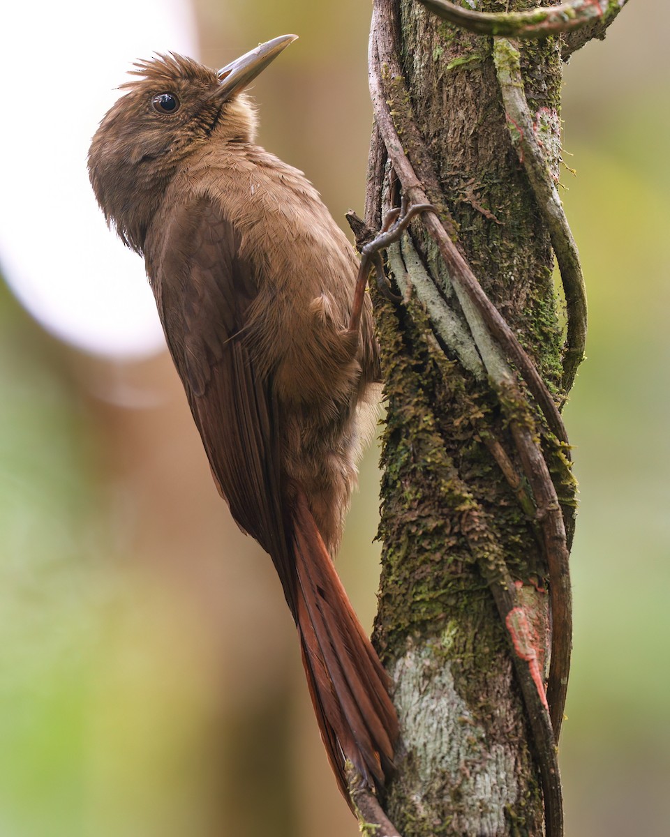 Plain-winged Woodcreeper - ML623523173