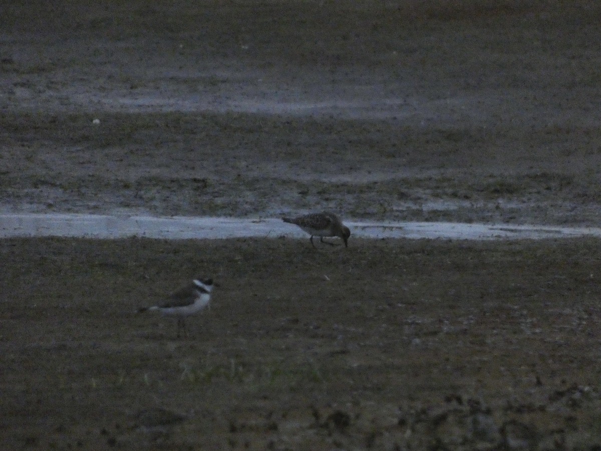 Baird's Sandpiper - ML623523213