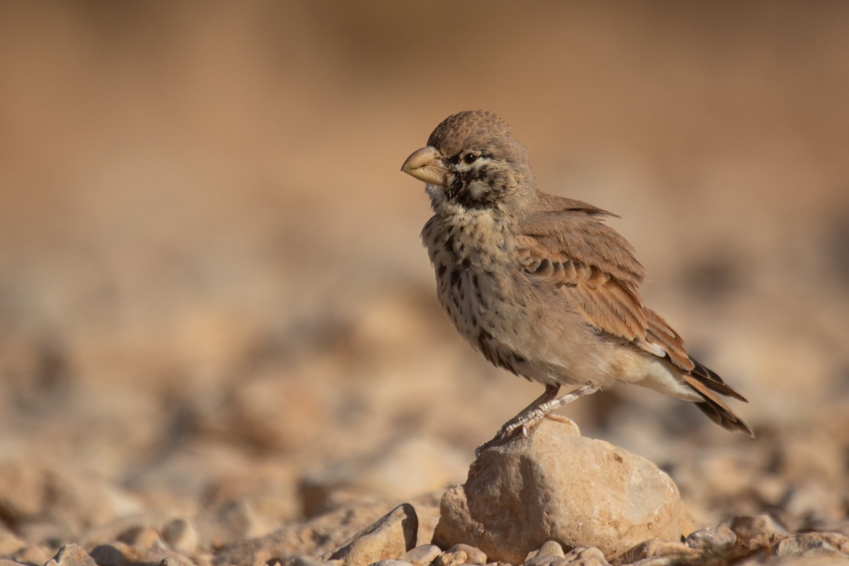 Thick-billed Lark - ML623523238