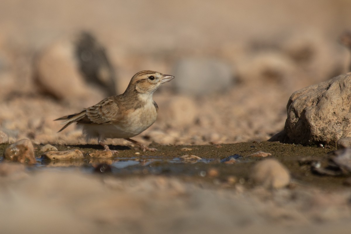 Greater Short-toed Lark - ML623523264