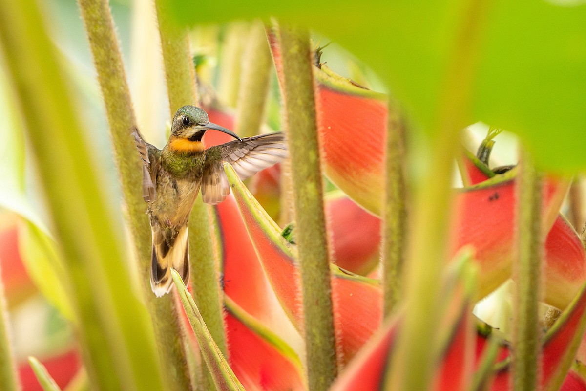 Pale-tailed Barbthroat - ML623523423