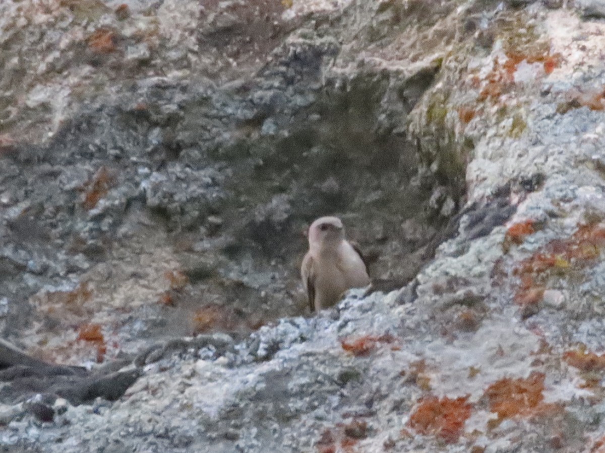 Eurasian Crag-Martin - ML623523510