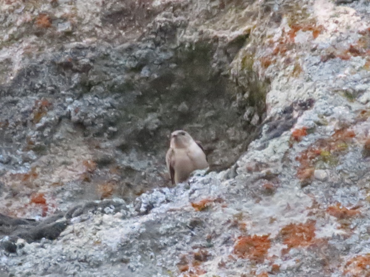 Eurasian Crag-Martin - ML623523511