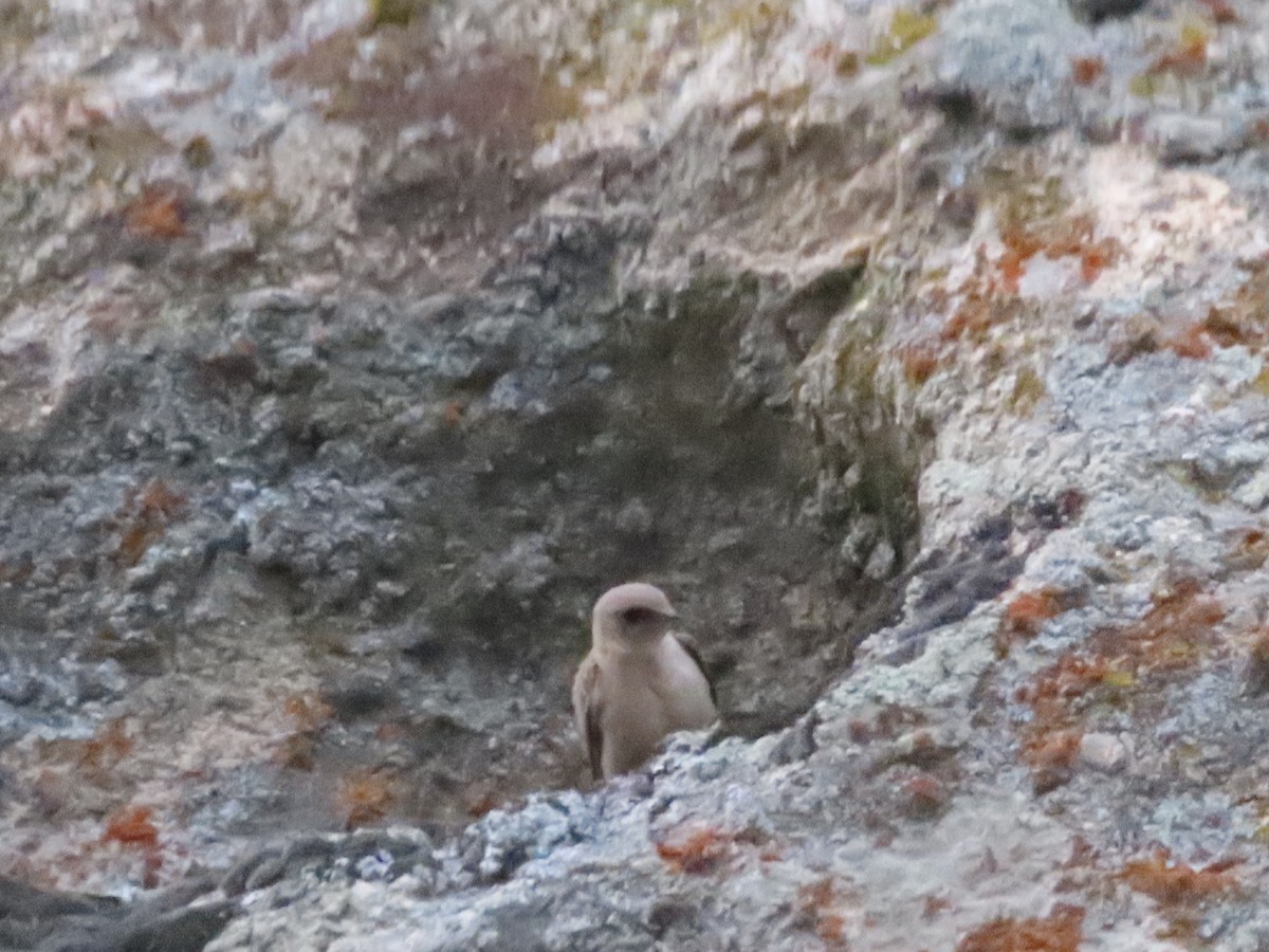 Eurasian Crag-Martin - ML623523512