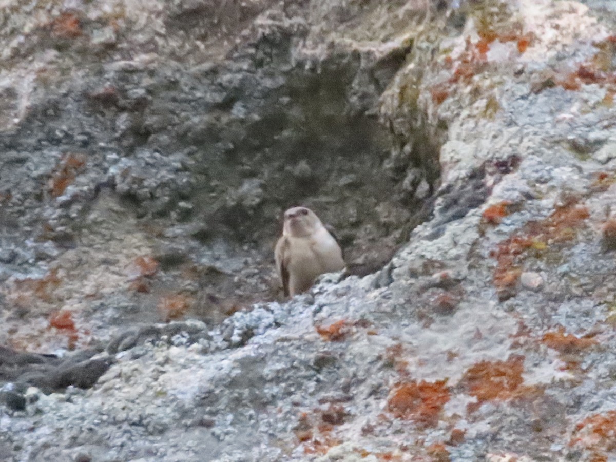 Eurasian Crag-Martin - ML623523513