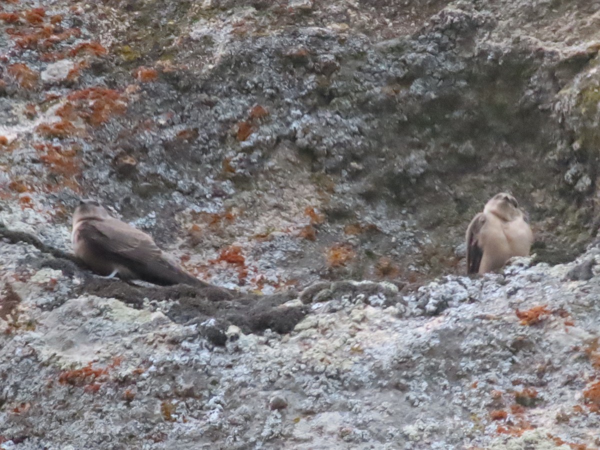 Eurasian Crag-Martin - ML623523516