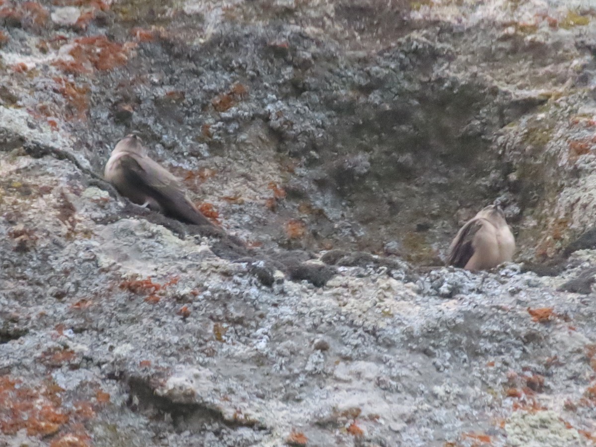 Eurasian Crag-Martin - ML623523517