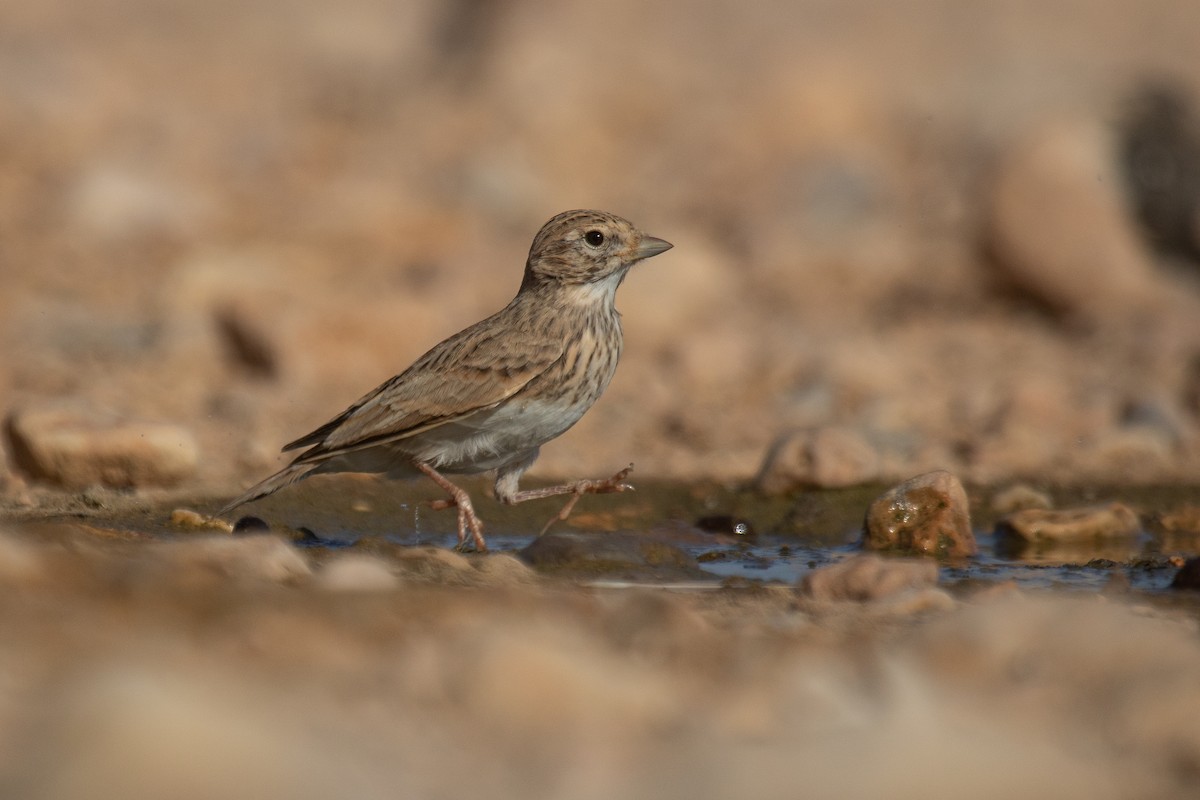 Mediterranean Short-toed Lark - ML623523531