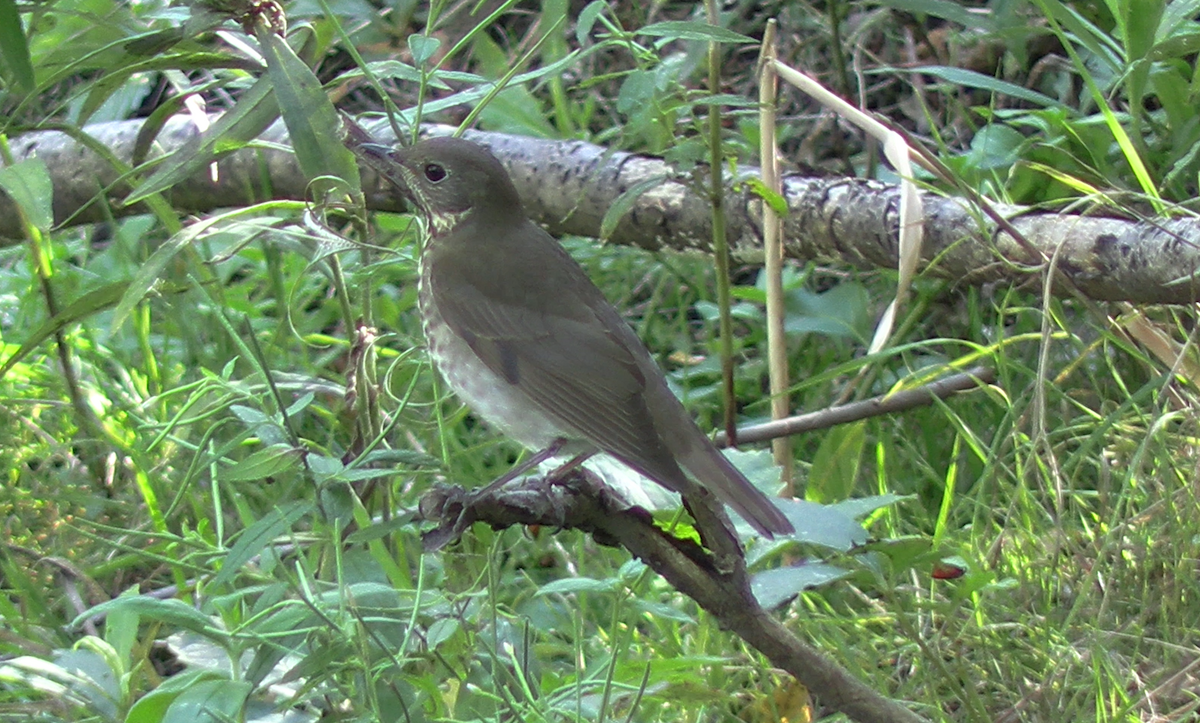 קיכלי אפור-לחי - ML623523532