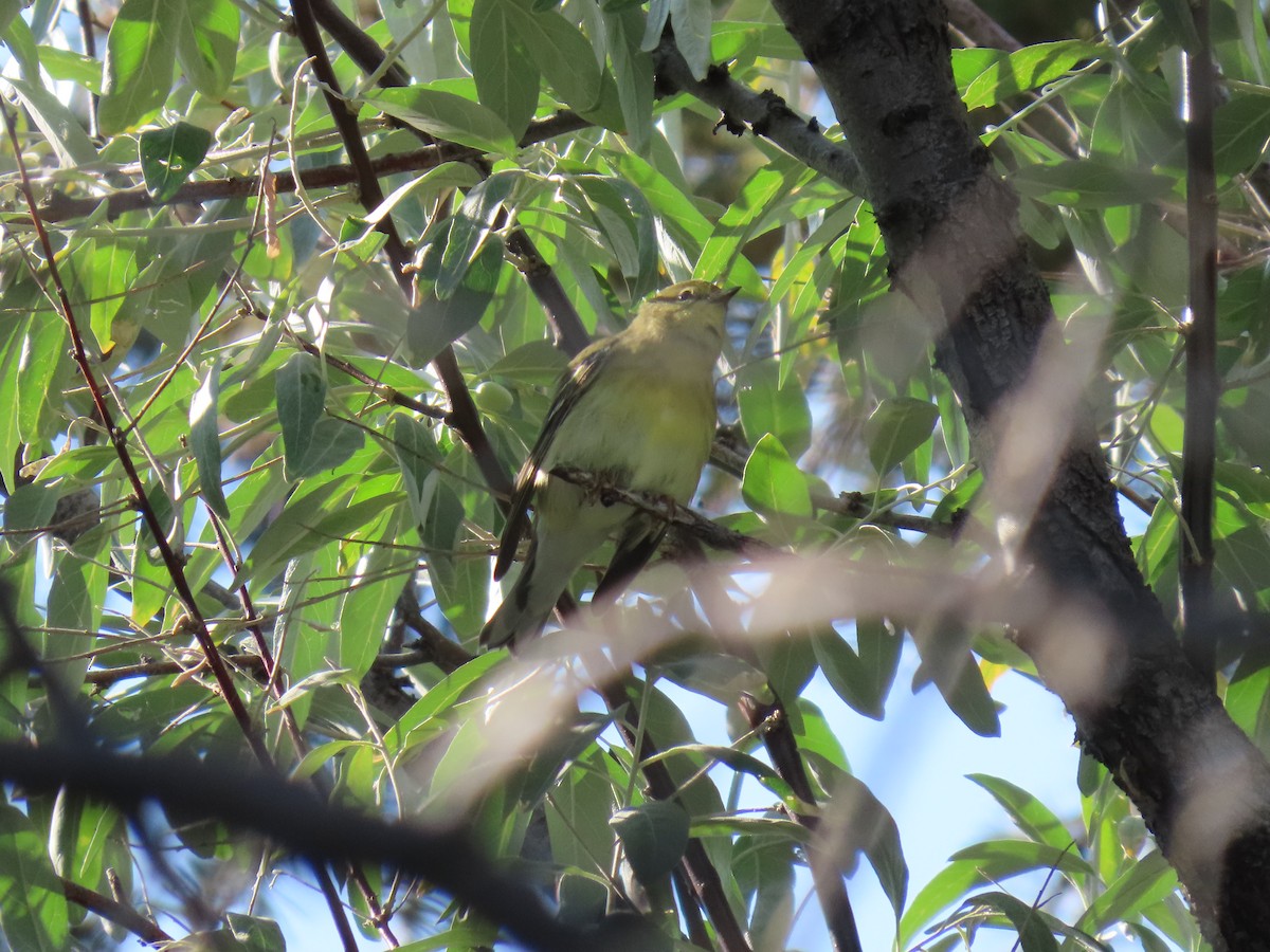 Blackpoll Warbler - ML623523561