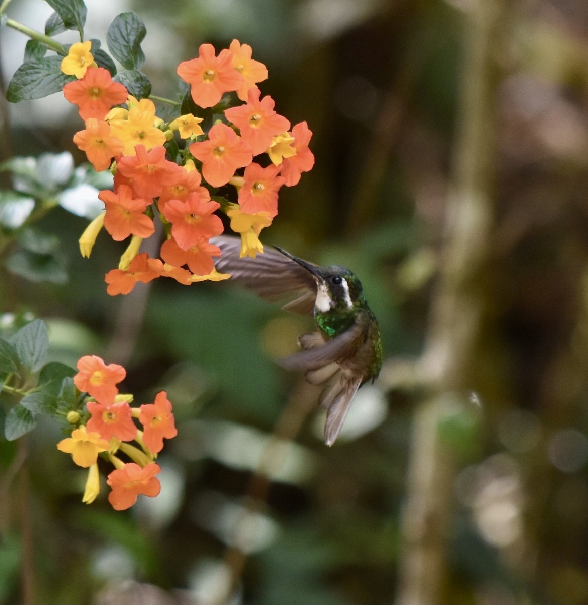 White-throated Mountain-gem - ML623523567