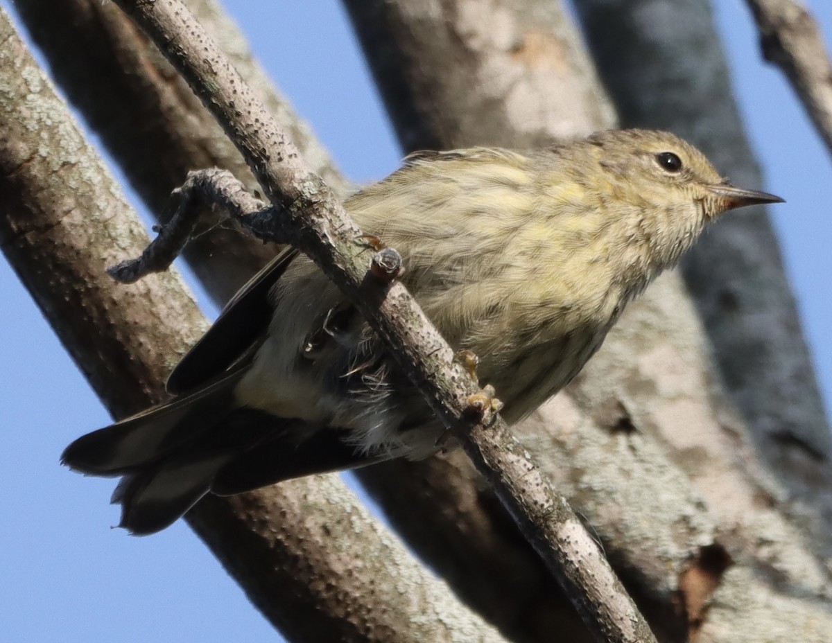 Cape May Warbler - ML623523568