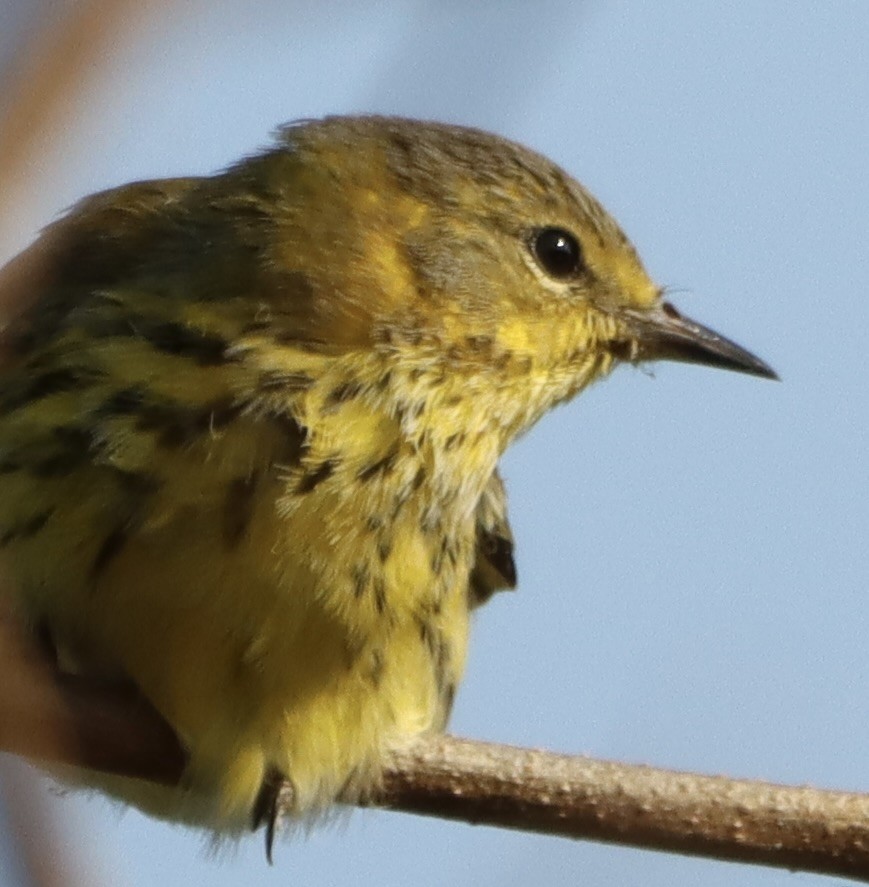 Cape May Warbler - ML623523569