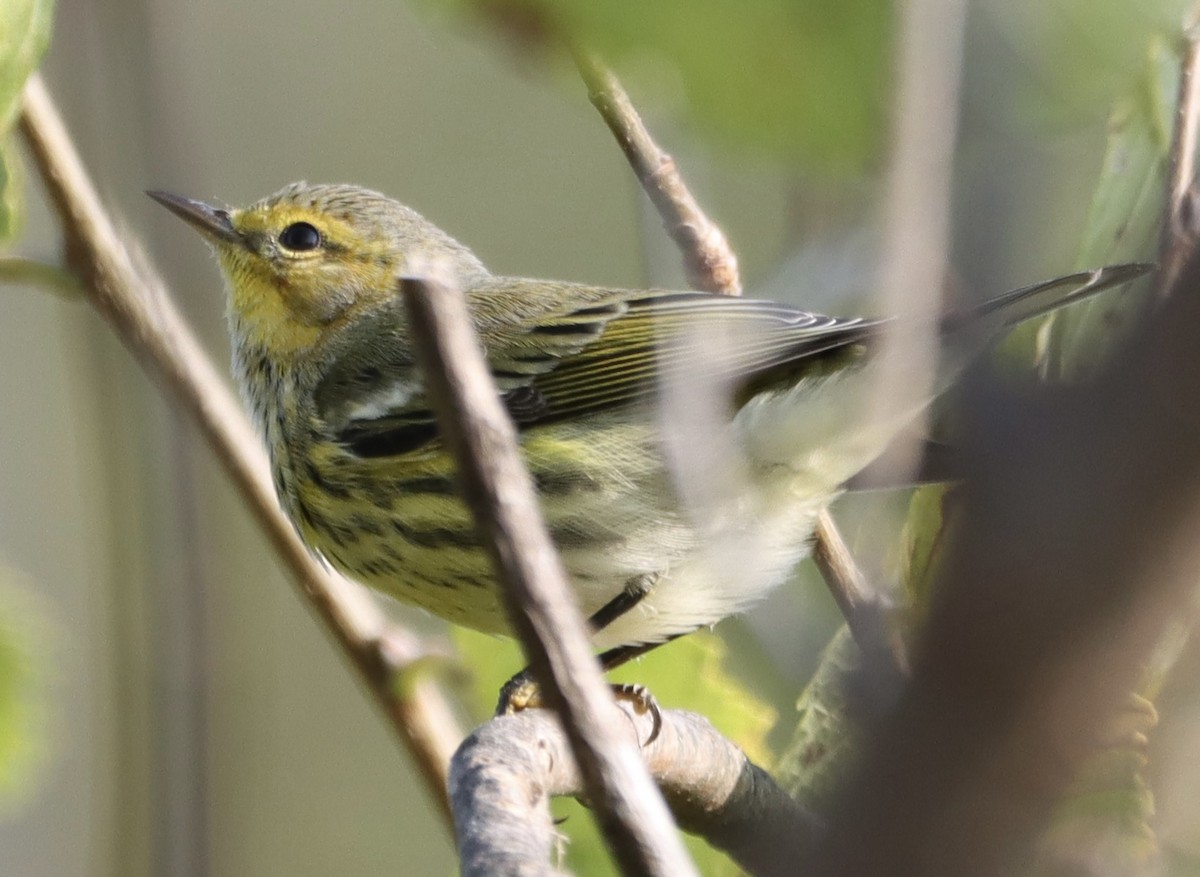 Cape May Warbler - ML623523570