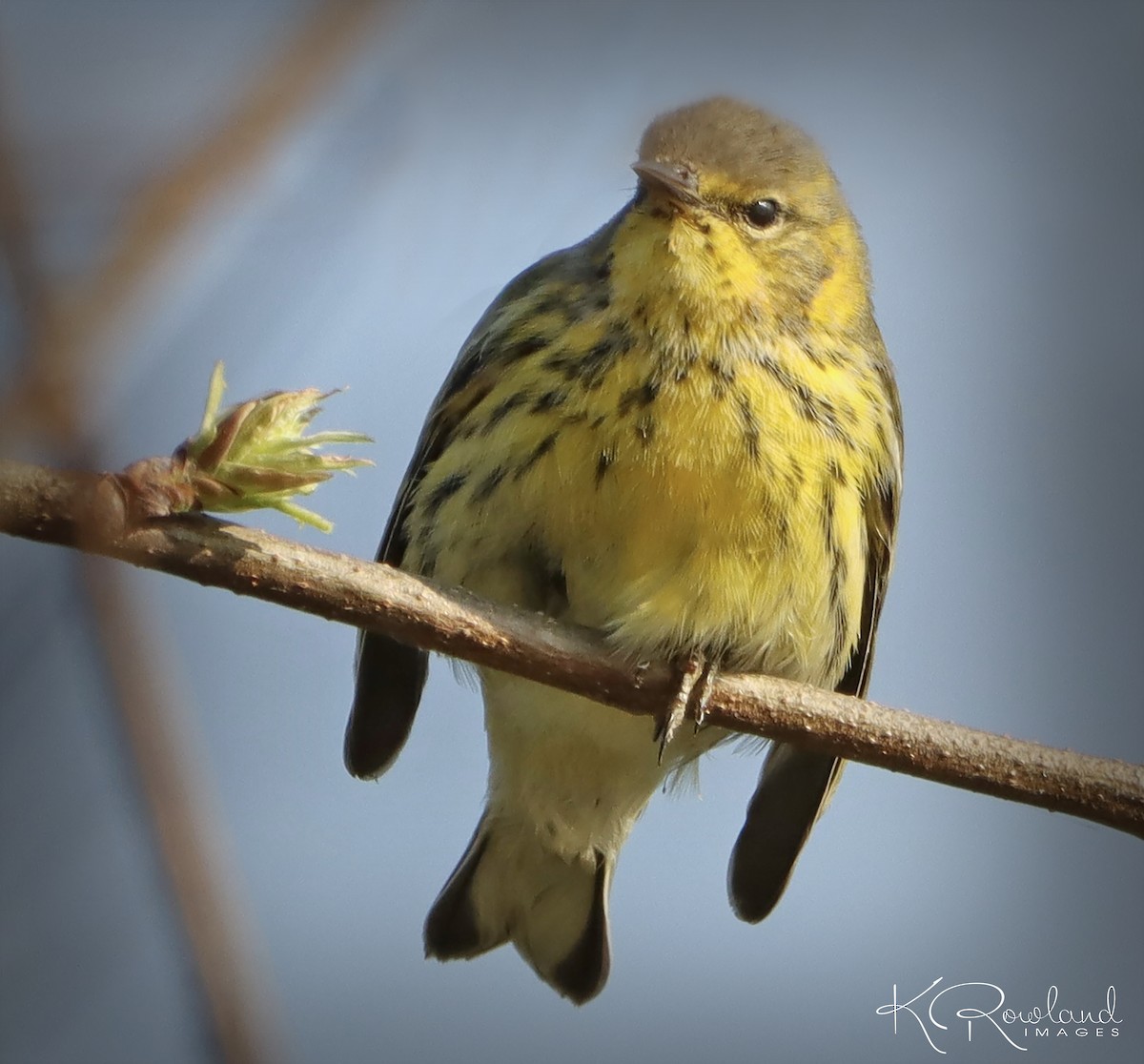 Cape May Warbler - ML623523571