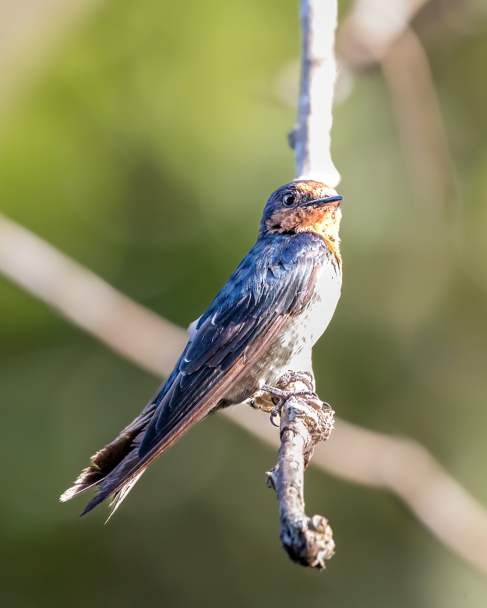 Pacific Swallow - Gopala Krishna Baliga