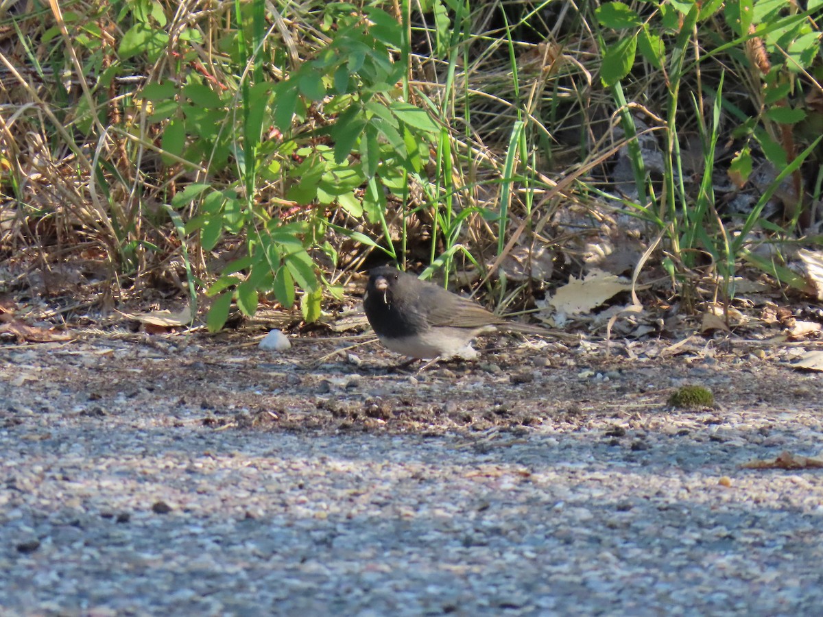 Dark-eyed Junco - ML623523576