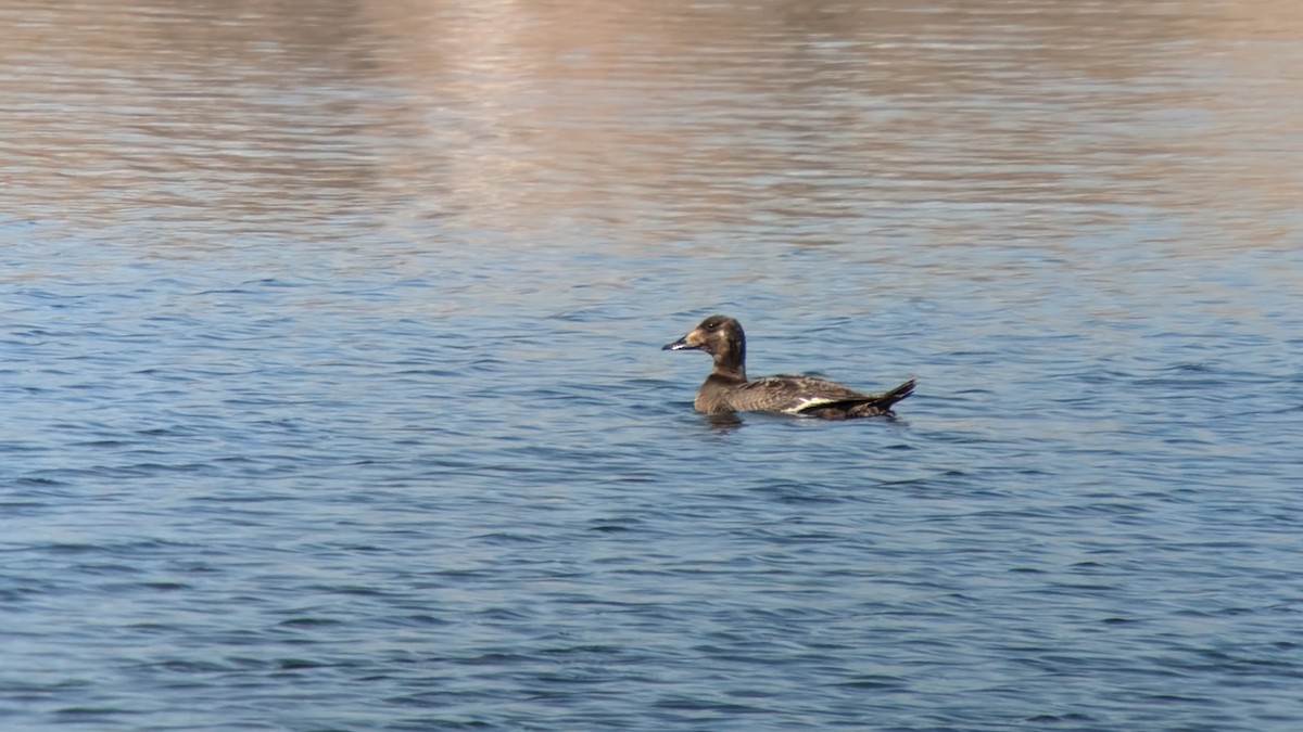 White-winged Scoter - Sean Camillieri