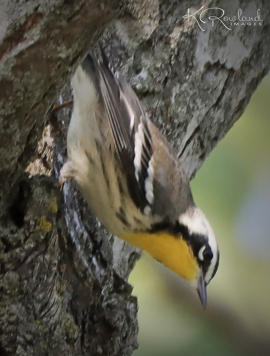 Yellow-throated Warbler - ML623523589