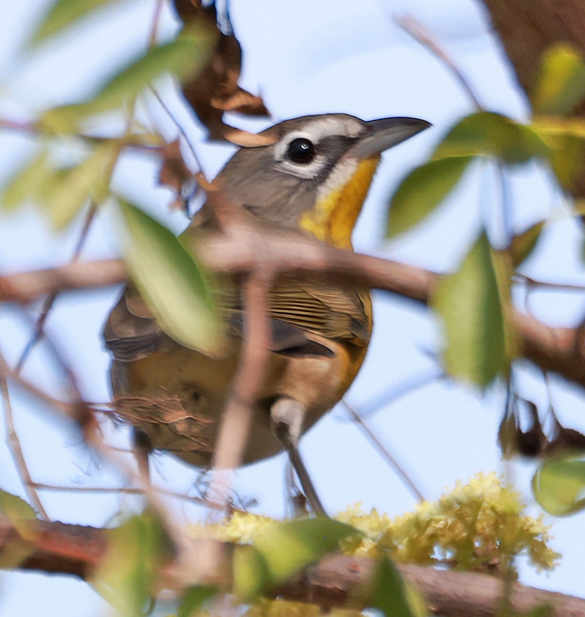 Yellow-breasted Chat - ML623523597