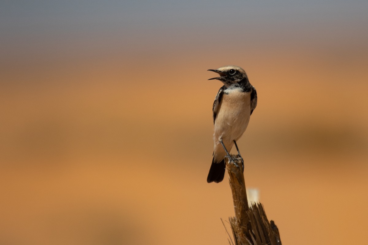 Desert Wheatear - ML623523605