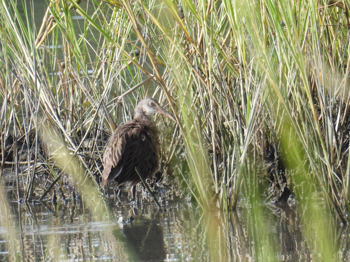 Clapper Rail - ML623523608