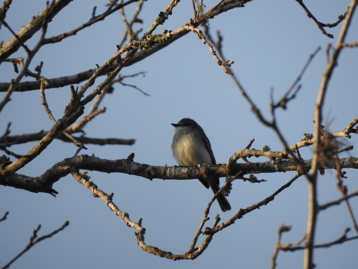 Suiriri Flycatcher - ML623523624