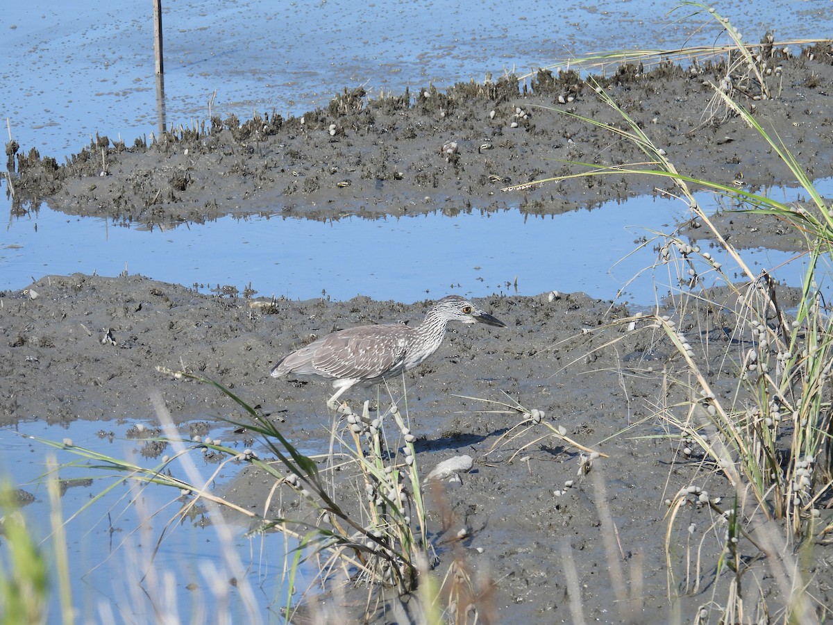 Yellow-crowned Night Heron - ML623523636