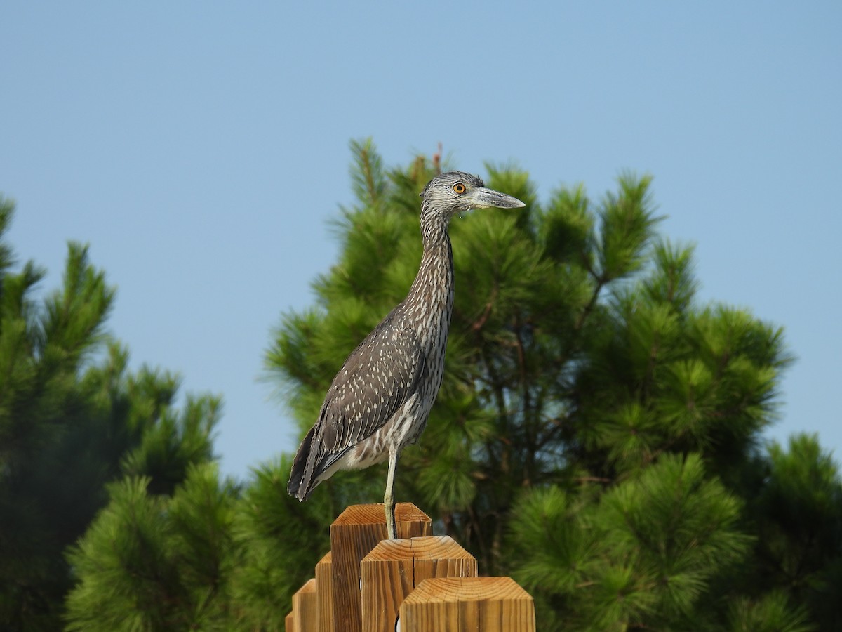 Yellow-crowned Night Heron - ML623523637