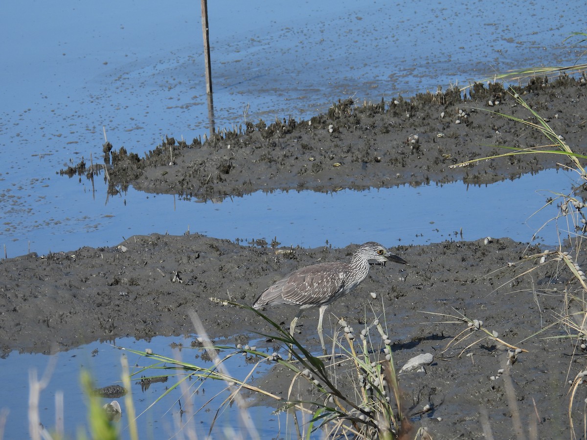 Yellow-crowned Night Heron - ML623523638