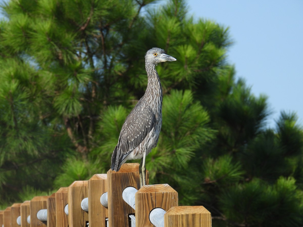 Yellow-crowned Night Heron - ML623523639