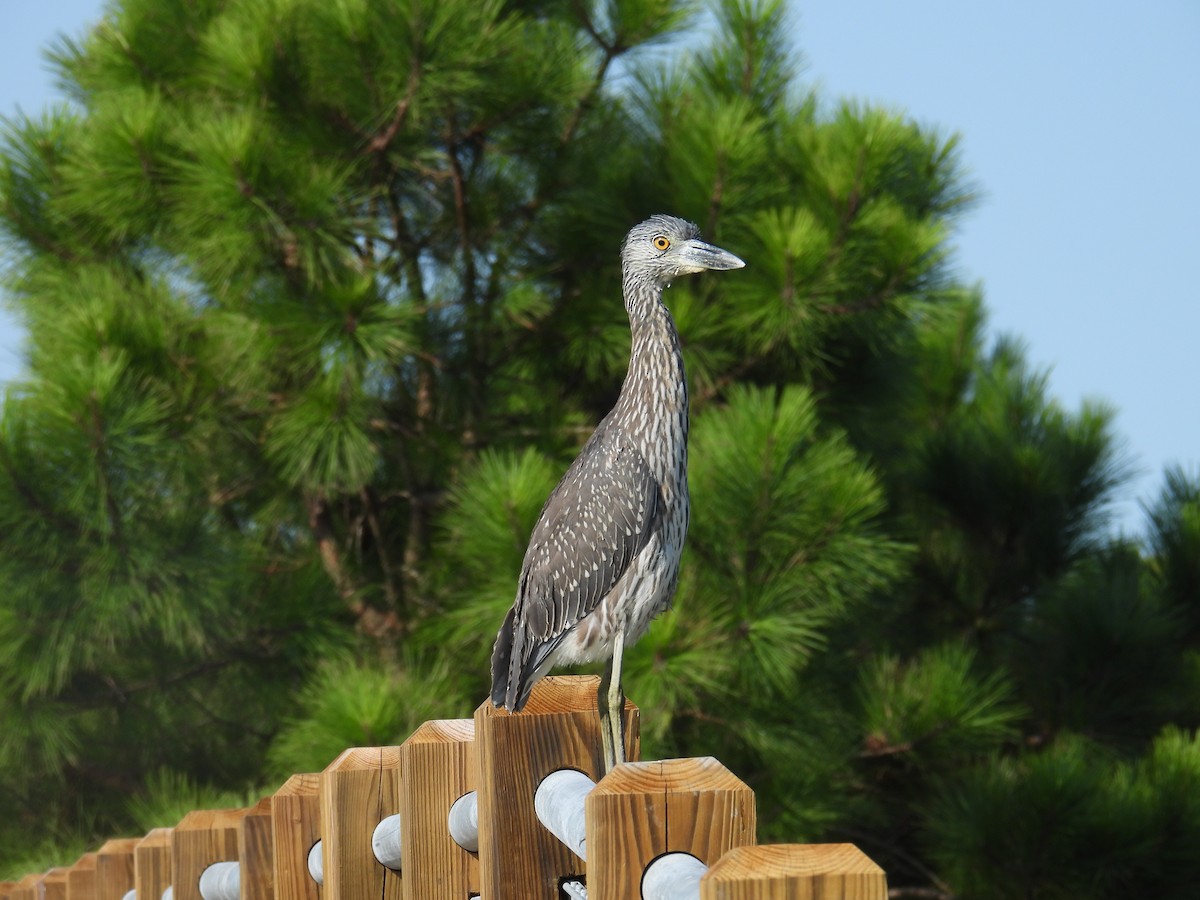 Yellow-crowned Night Heron - ML623523640